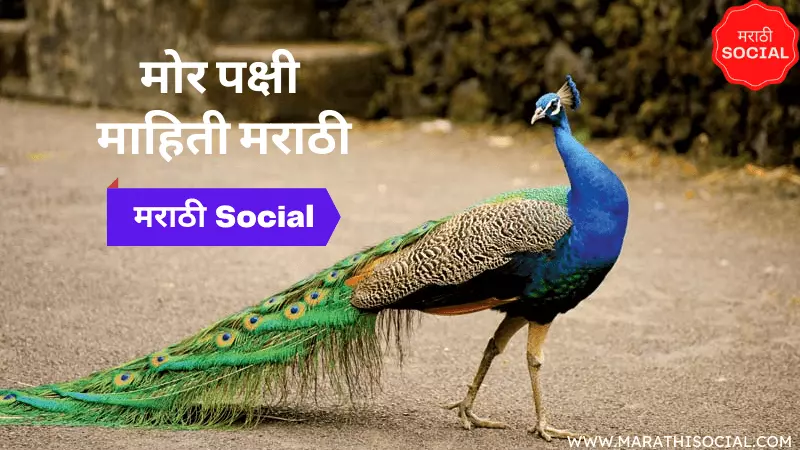 Peacock Information in Marathi