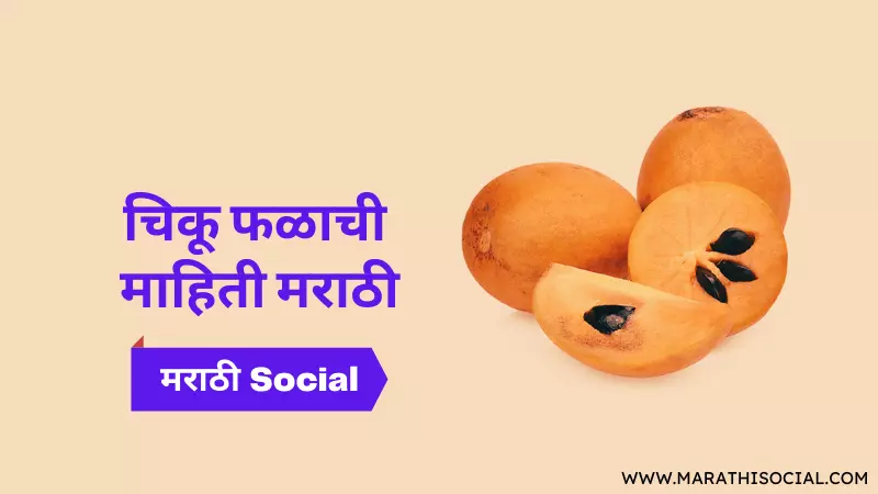Chikoo Fruit Information in Marathi