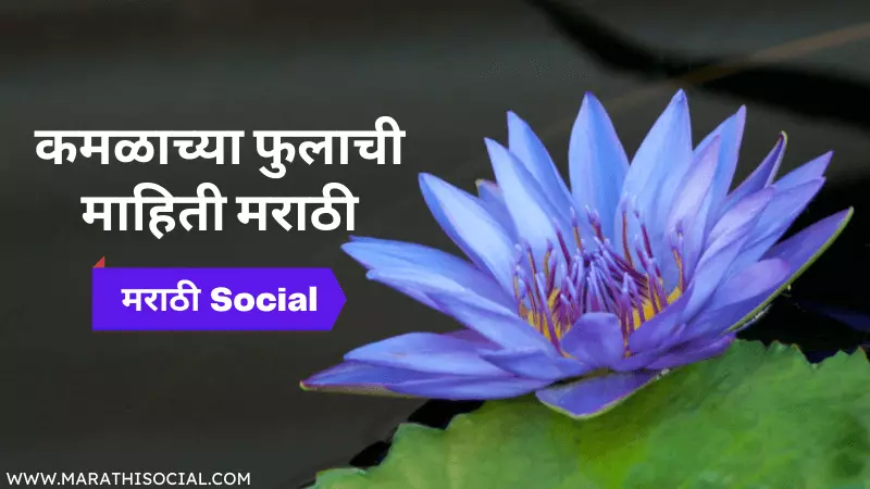 Lotus Flower Information in Marathi