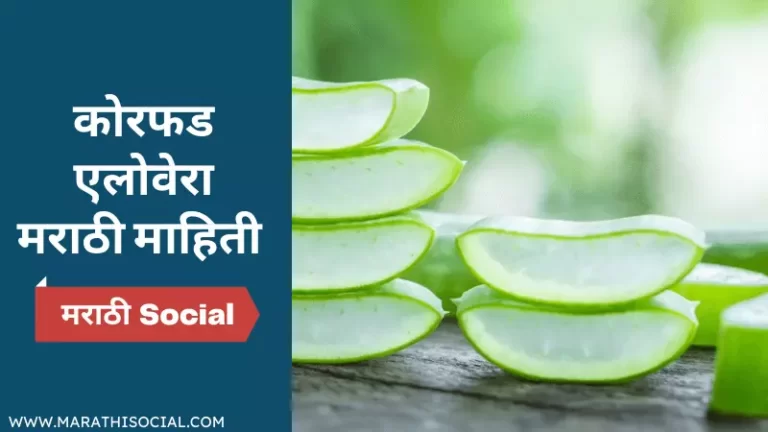 Aloe Vera Information in Marathi