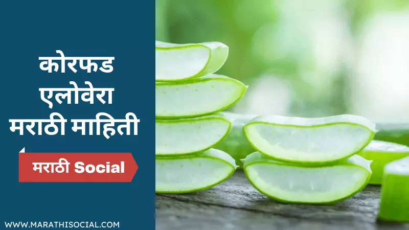 Aloe Vera Information in Marathi