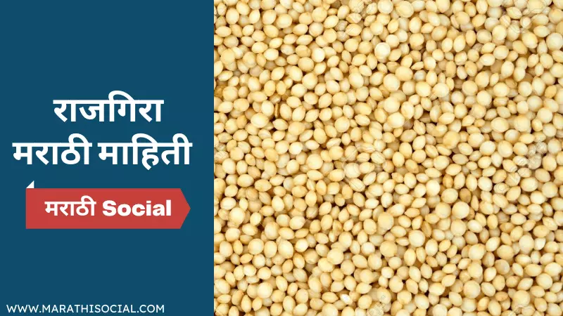 Amaranth Seeds Information in marathi