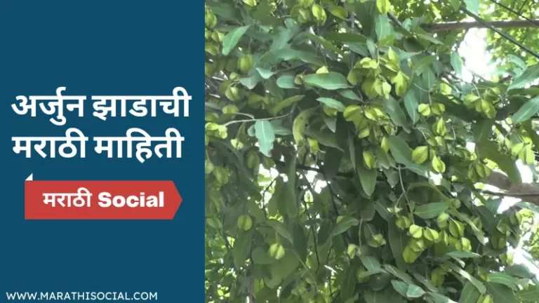 Arjun Tree Information in Marathi