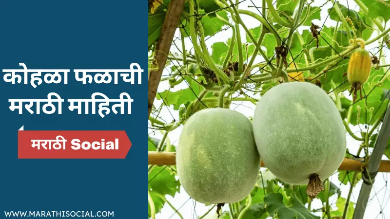 Ash Gourd Information in Marathi