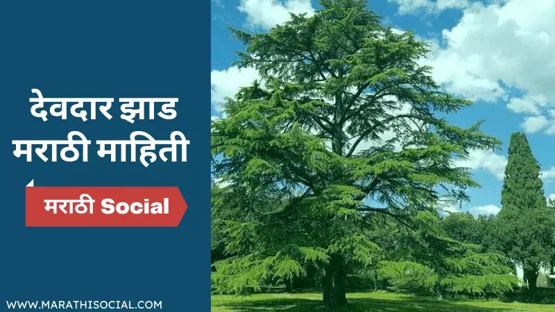 Deodar Tree Information in Marathi