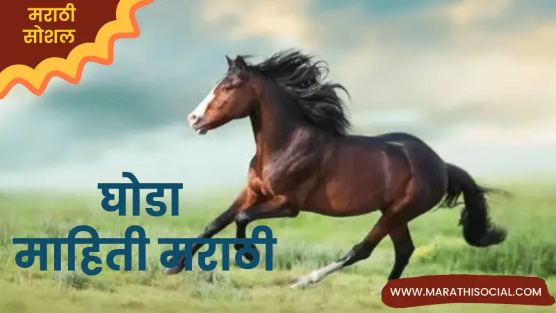 Horse Information in Marathi