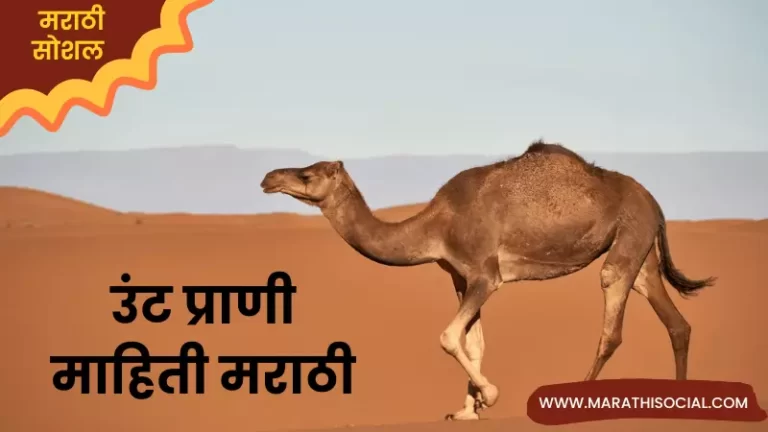 Camel Information in Marathi