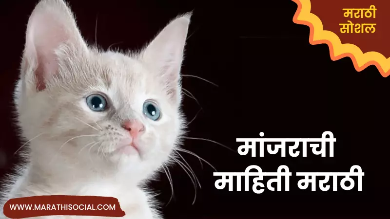 Cat Information in Marathi