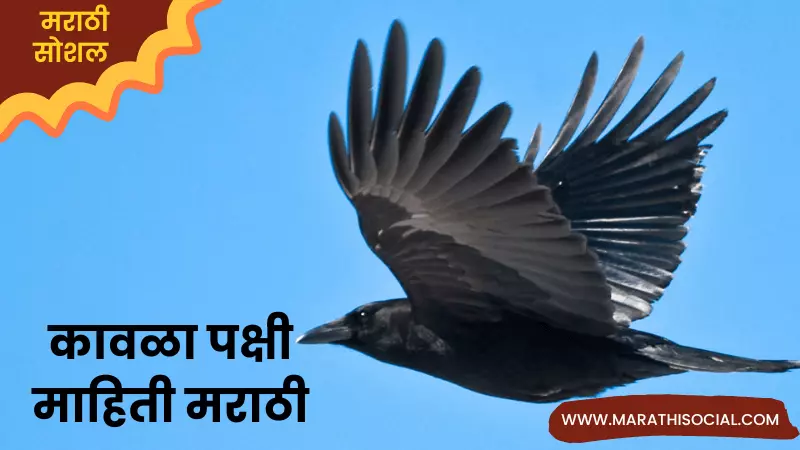 Crow Information in Marathi