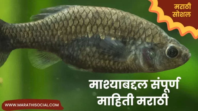 Fish Information in Marathi