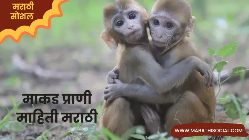 Monkey Information in Marathi