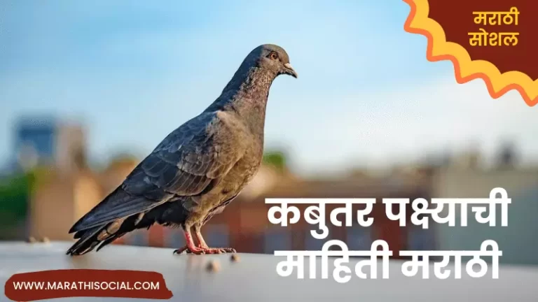 Pigeon Information in Marathi