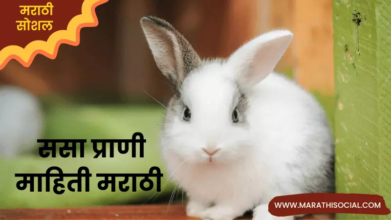 Rabbit Information in Marathi