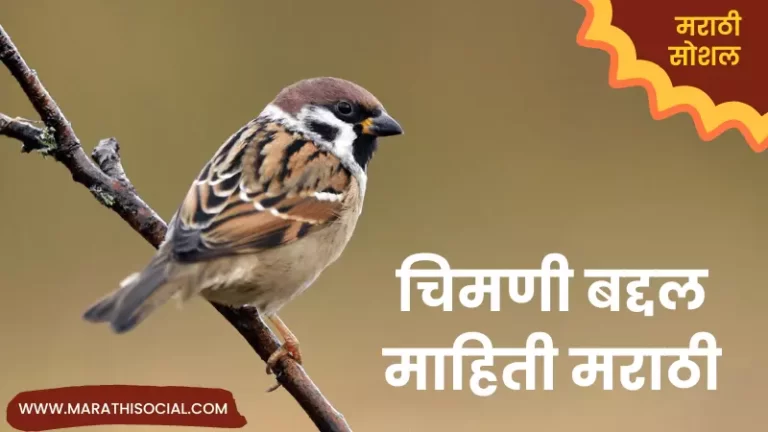 Sparrow Information in Marathi